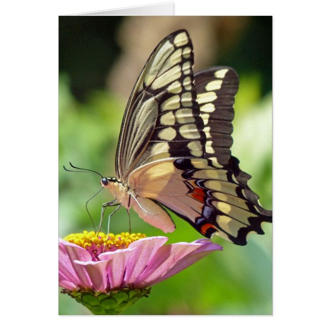 Giant Swallowtail Butterfly (Front)