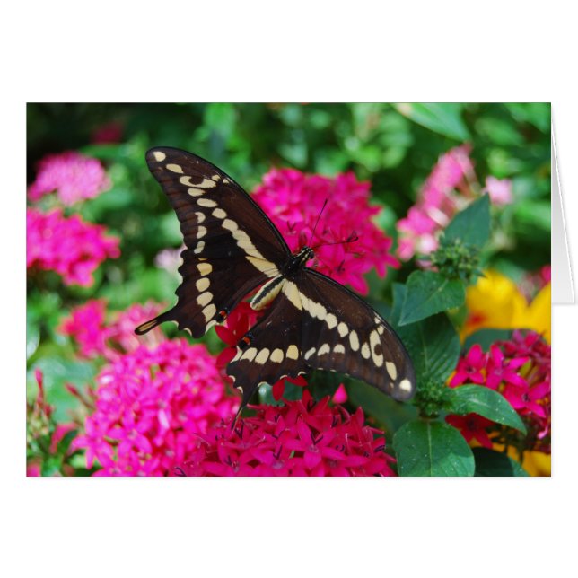 Giant Swallowtail Butterfly Card (Front Horizontal)