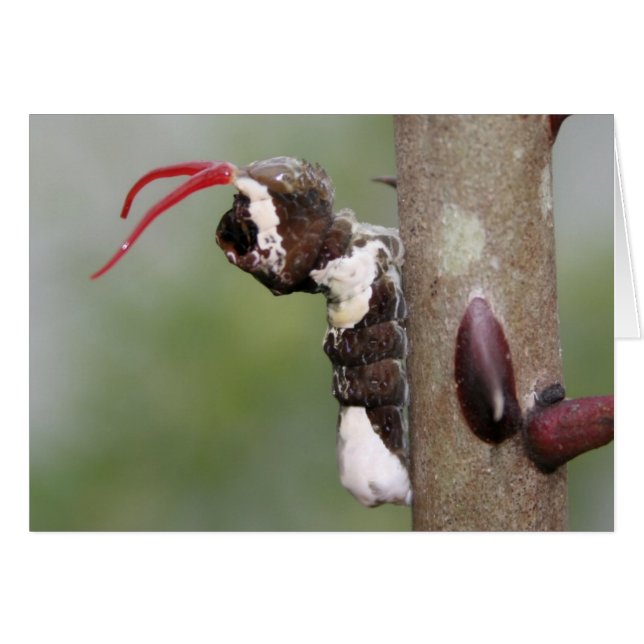 Giant Swallowtail Butterfly Caterpillar Blank Card (Front Horizontal)