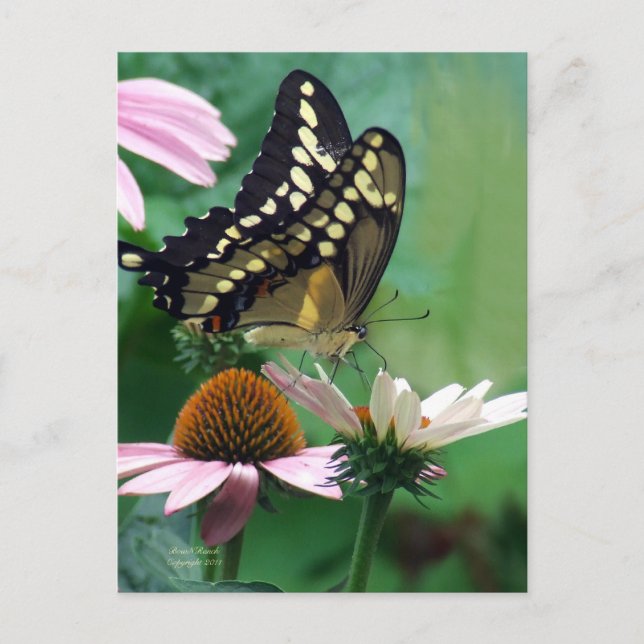 Giant Swallowtail Butterfly on Flowers Postcard (Front)