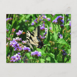 Giant Swallowtail Butterfly on Purple Statice Postcard
