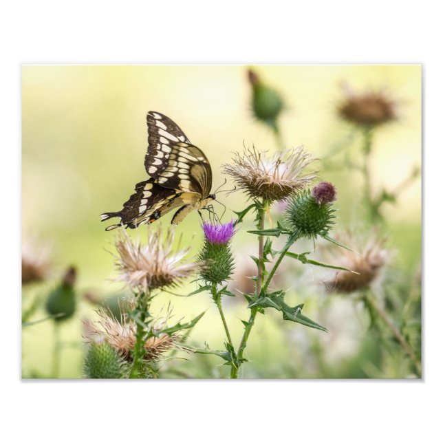 Giant Swallowtail Butterfly Photo Print (Front)
