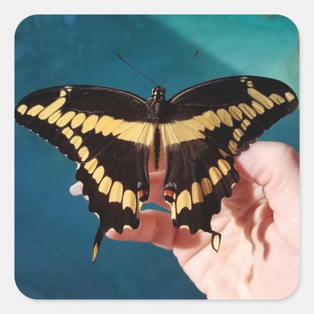 Giant Swallowtail Butterfly  Square Sticker (Front)