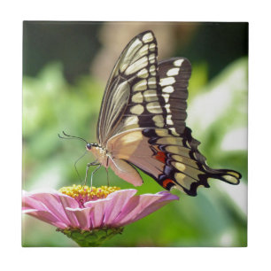Giant Swallowtail Butterfly Tile