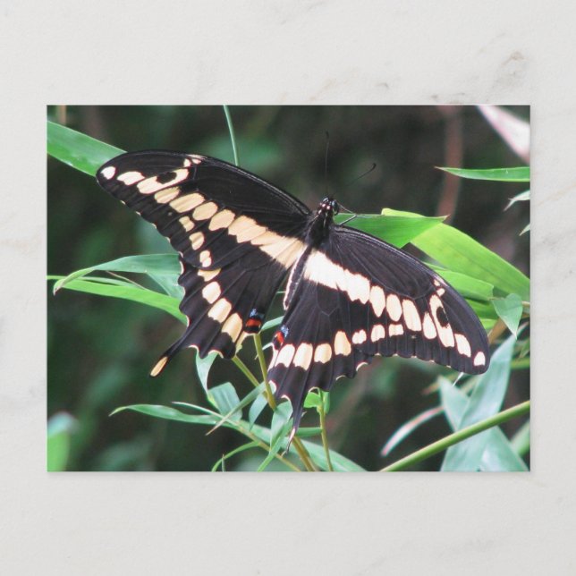 Giant Swallowtail Postcard (Front)