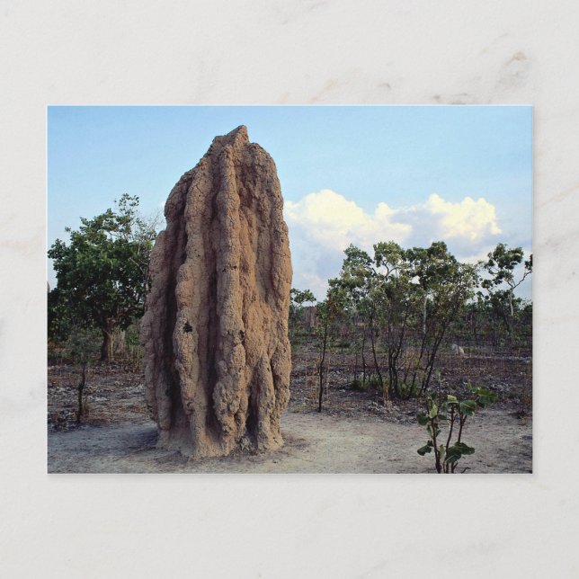 Giant termite mound, Northern Territory, Australia Postcard (Front)