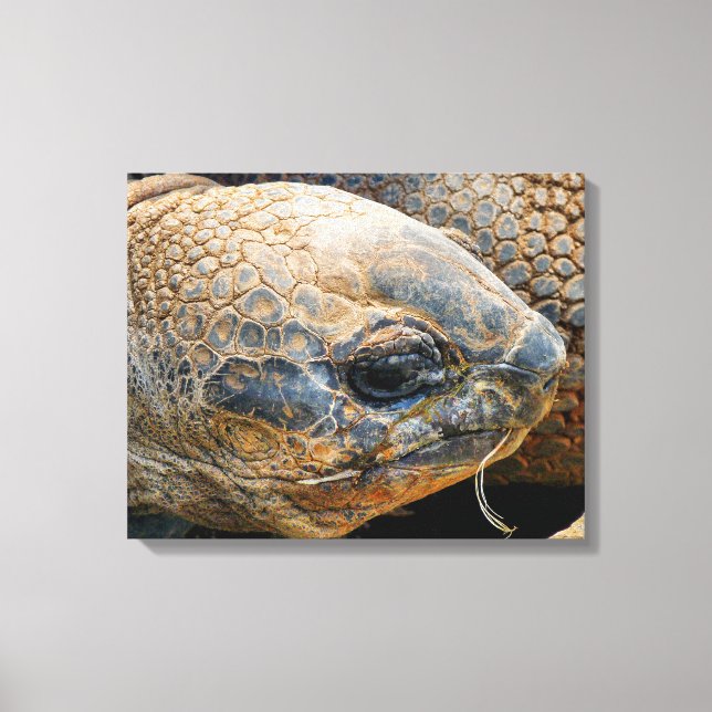 GIANT TORTOISE CANVAS PRINT (Front)
