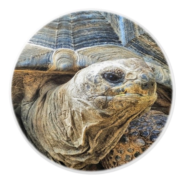GIANT TORTOISE CERAMIC KNOB (Front)