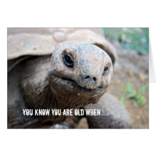 Giant Tortoise Memory Lapse