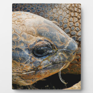 GIANT TORTOISE PLAQUE