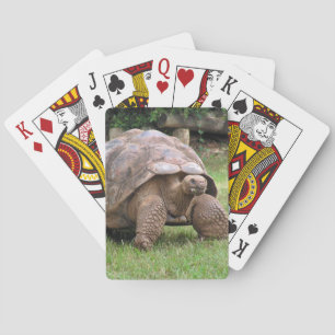 Giant tortoise playing cards