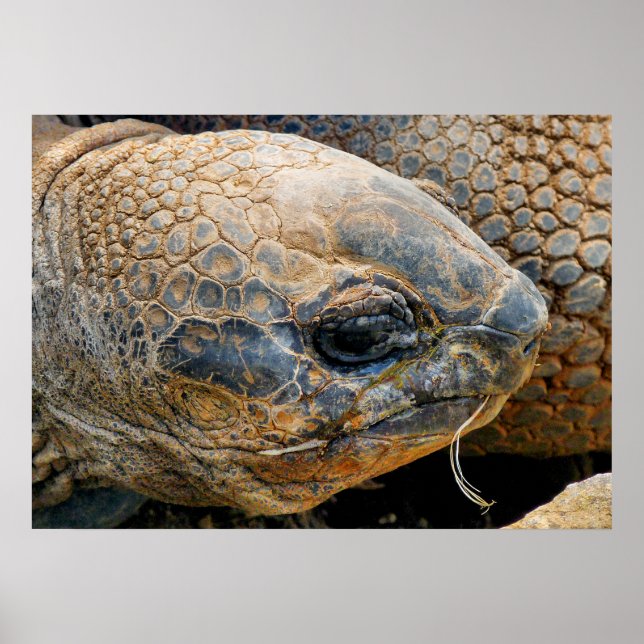 GIANT TORTOISE POSTER (Front)