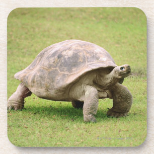 Giant Tortoise walking on grass Coaster