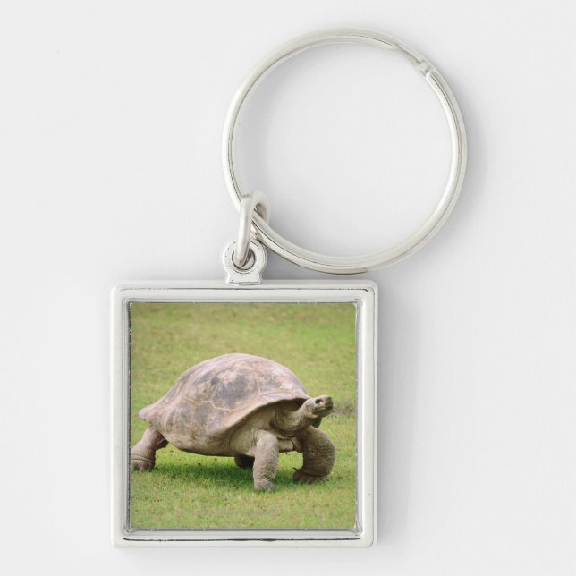 Giant Tortoise walking on grass Key Ring (Front)