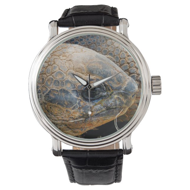 GIANT TORTOISE WATCH (Front)