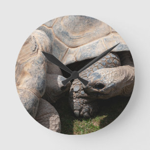 Giant Tortoises Art Photography Round Clock