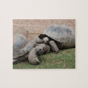 giant tortoises jigsaw puzzle