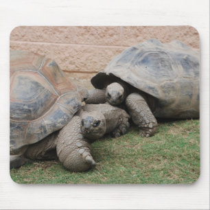 giant tortoises mouse pad