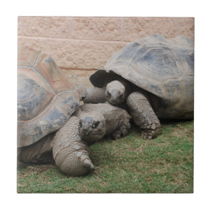 giant tortoises tile