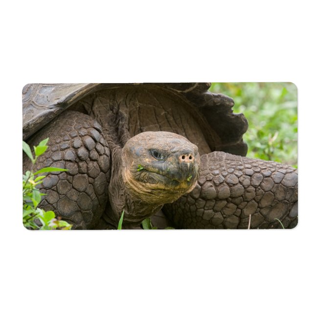 Giant turtle (Front)