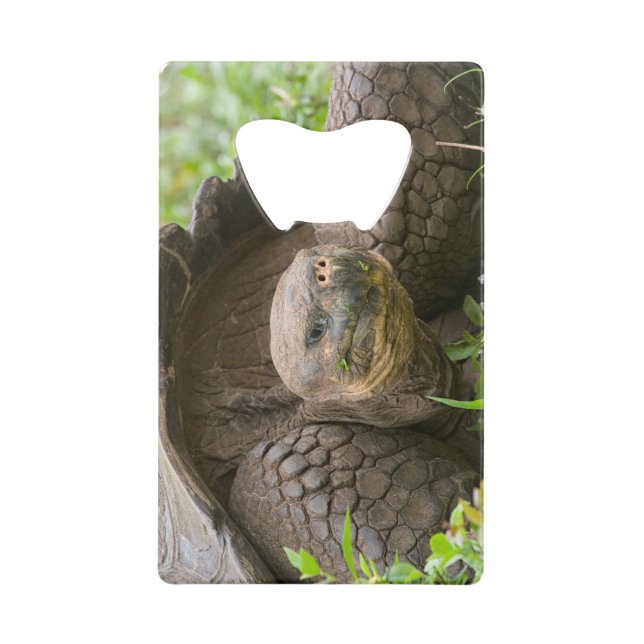 Giant turtle (Front)