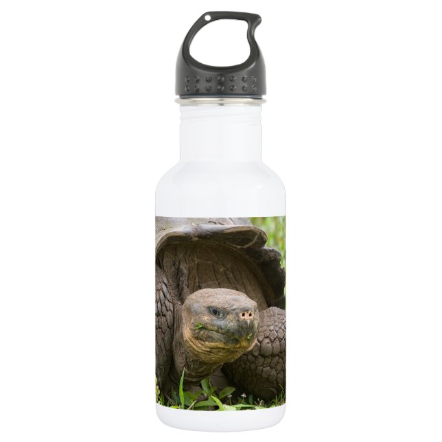 Giant turtle 532 ml water bottle (Front)