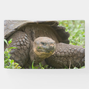 Giant turtle banner