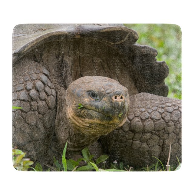 Giant turtle cutting board (Front)