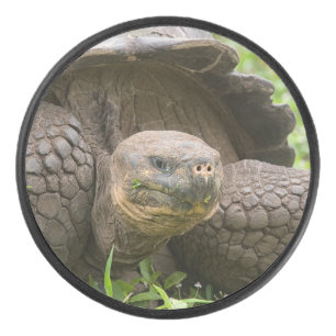 Giant turtle hockey puck