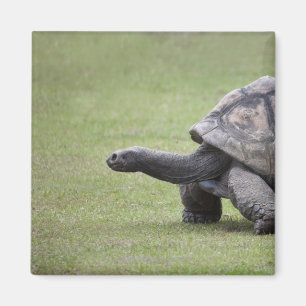 Giant turtle in grass magnet