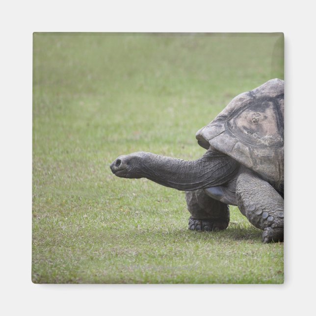 Giant turtle in grass magnet (Front)