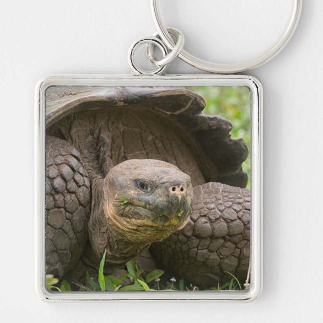 Giant turtle key ring (Front)
