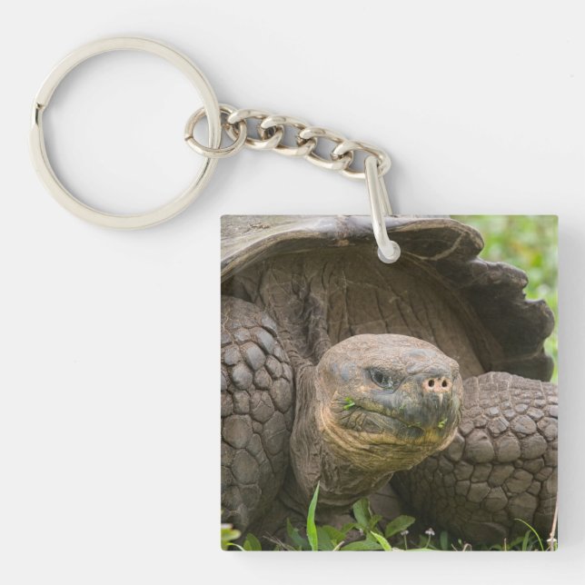 Giant turtle key ring (Front)