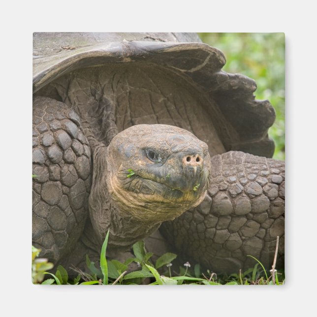 Giant turtle magnet (Front)