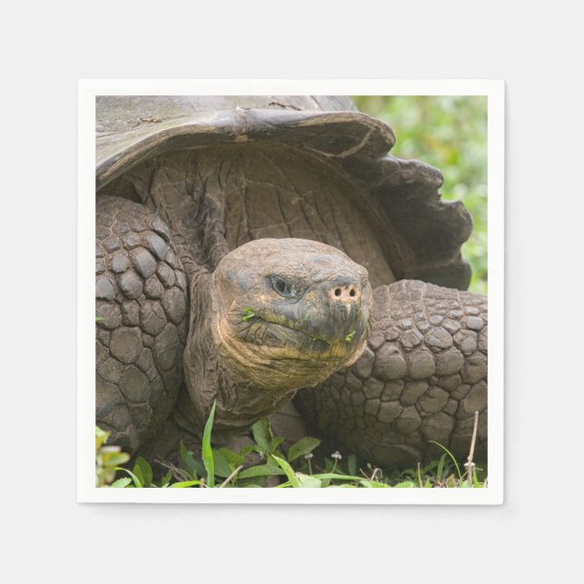 Giant turtle napkin (Front)