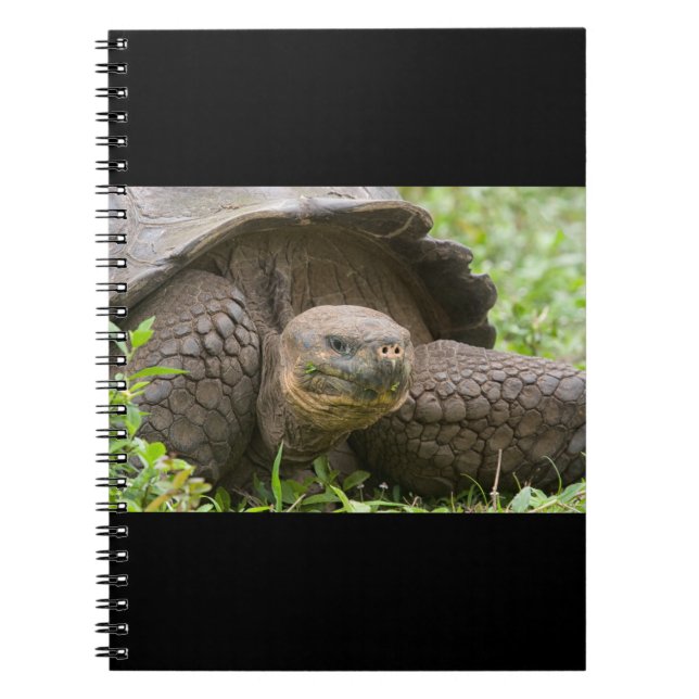Giant turtle notebook (Front)