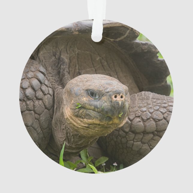 Giant turtle ornament (Back)