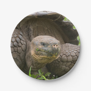 Giant turtle paper plate