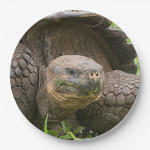 Giant turtle paper plate
