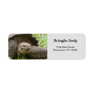 Giant Turtle photo personalised Return Address
