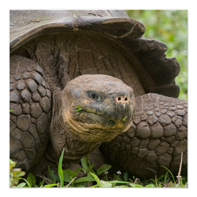 Giant turtle poster (Front)