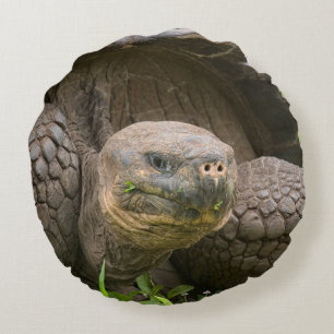 Giant turtle round cushion