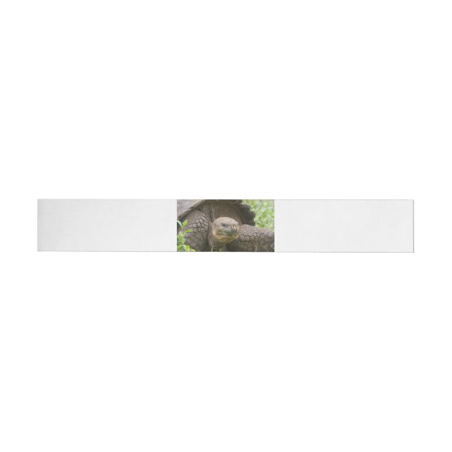 Giant turtle wraparound address label (Individual)