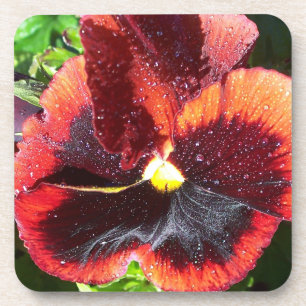 Giant Wet Orange Pansy Coaster Set (6)