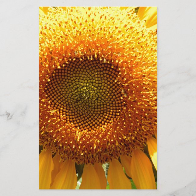 Giant yellow mammoth sunflower photo stationery (Front)