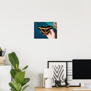 Giant Yellow Swallowtail Butterfly Poster