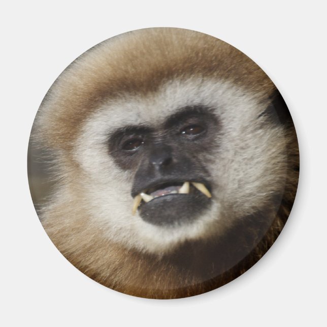 Gibbon Magnet (Front)