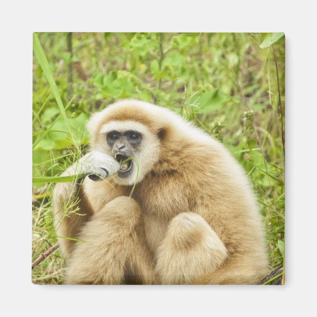 Gibbon - Magnet (Front)