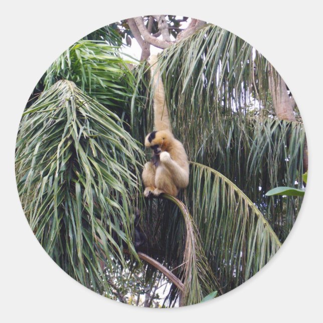 Gibbon Monkey Just Hanging Around, Classic Round Sticker (Front)