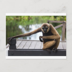 Gibbon Postcard